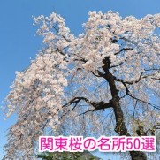 関東桜の名所ランキング！おすすめ人気スポットベスト50